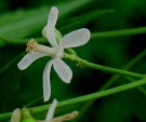 Live Plant Image
