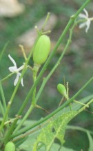Live Plant Image