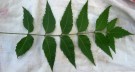 Live Plant Image