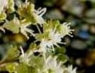 Live Plant Image