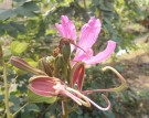 Live Plant Image