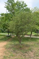 Live Plant Image