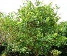 Live Plant Image
