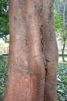 Live Plant Image