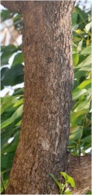 Live Plant Image