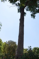 Live Plant Image