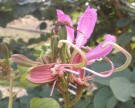 Live Plant Image