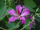 Live Plant Image