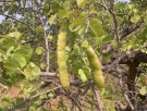 Live Plant Image