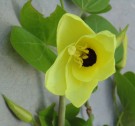 Live Plant Image