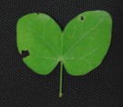 Live Plant Image
