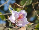 Live Plant Image