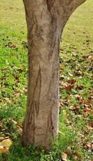 Live Plant Image