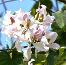 Live Plant Image