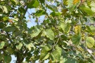 Live Plant Image
