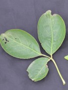 Live Plant Image