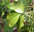 Live Plant Image