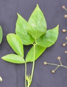 Live Plant Image