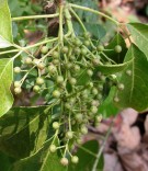 Live Plant Image
