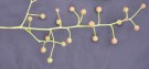 Live Plant Image