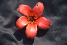 Live Plant Image