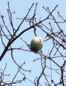 Live Plant Image