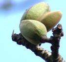 Live Plant Image