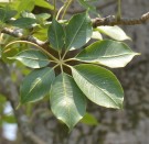 Live Plant Image