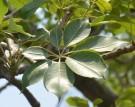 Live Plant Image
