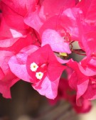 Live Plant Image