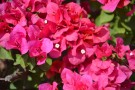 Live Plant Image