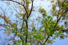 Live Plant Image