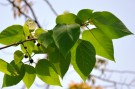 Live Plant Image