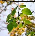 Live Plant Image