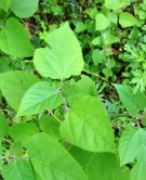 Live Plant Image