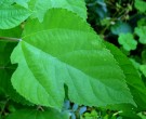 Live Plant Image