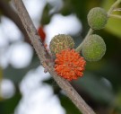 Live Plant Image