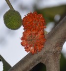 Live Plant Image