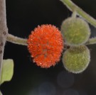 Live Plant Image