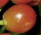 Live Plant Image
