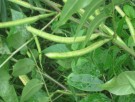 Live Plant Image