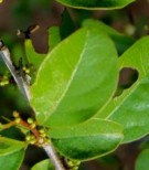 Live Plant Image