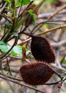 Live Plant Image