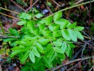 Live Plant Image