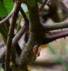 Live Plant Image