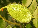 Live Plant Image