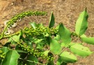 Live Plant Image
