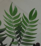 Live Plant Image