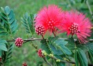 Live Plant Image