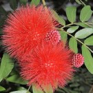 Live Plant Image